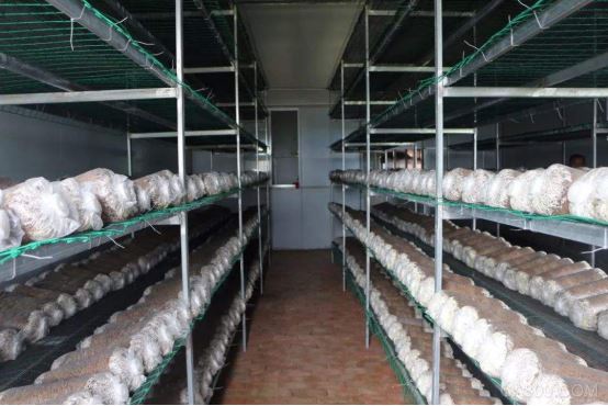CO2传感器在菌菇房养殖中的应用