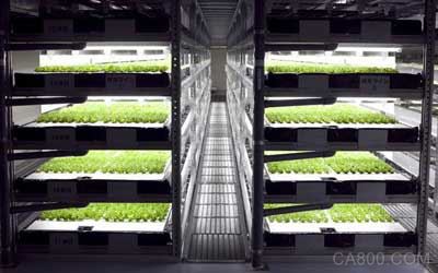 农民将被取代 首个机器人农场日产3万颗生菜