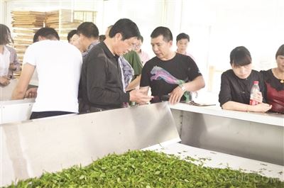 自动化加工生产助推茶业发展
