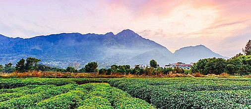 ABB帮助中国茶乡安全度过产茶用电高峰季