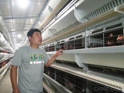 国际标准蛋鸡养殖设备 3万只鸡仅需1人