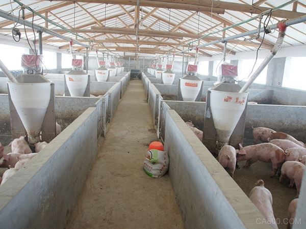 正新牧业：自动化养猪 用机器减了七成人力