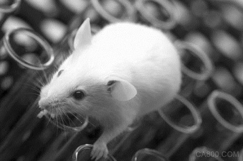 美国科学家研发出3D打印微孔支架 可支持小鼠卵泡细胞发育