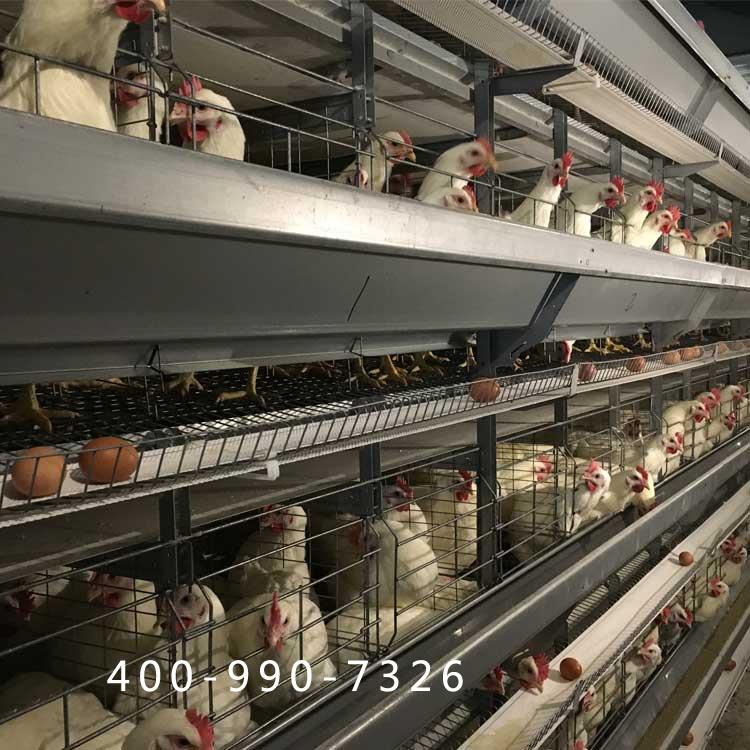 昌邑市蛋鸡笼设备厂_省时省力选山东大佳